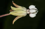 Poke milkweed